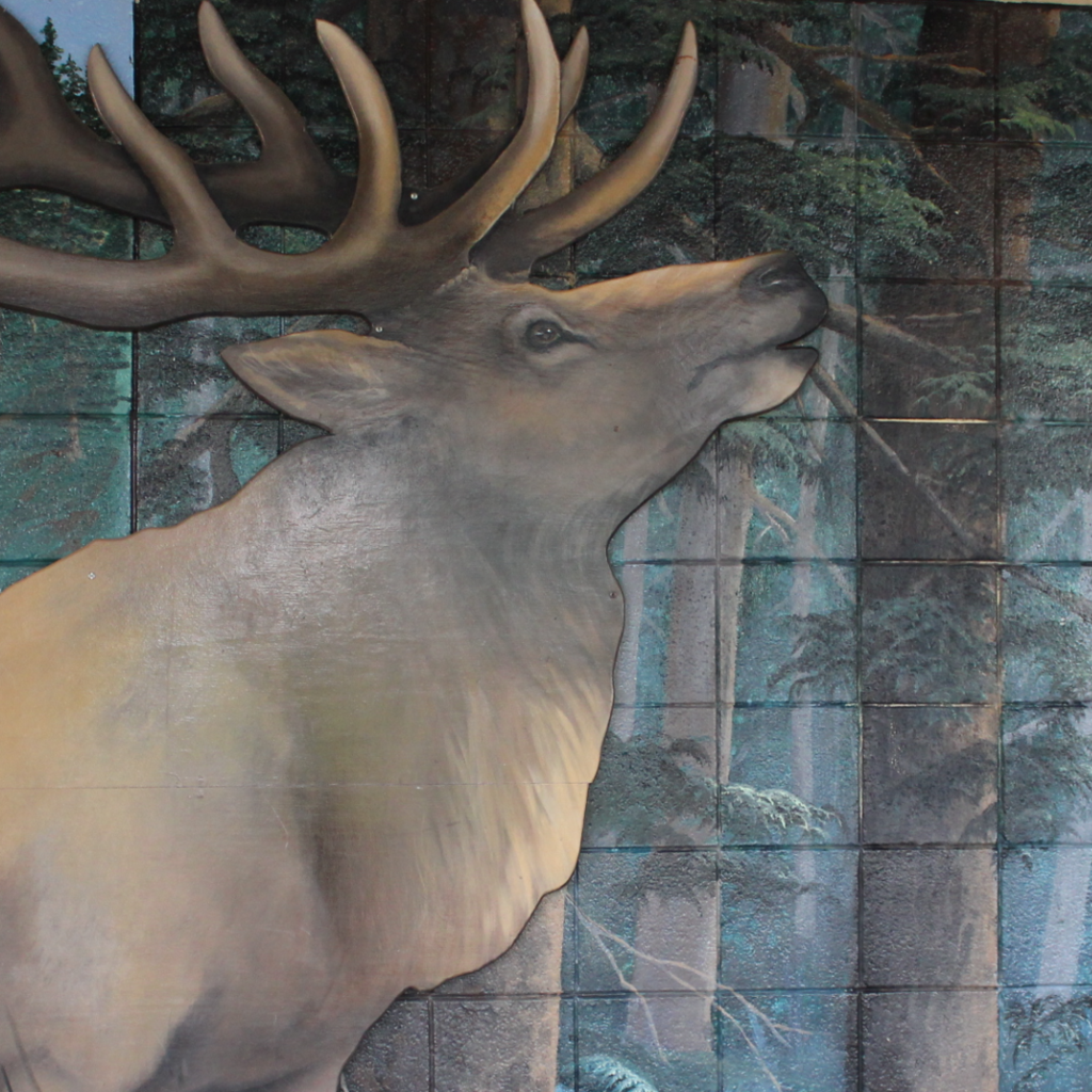 Elk